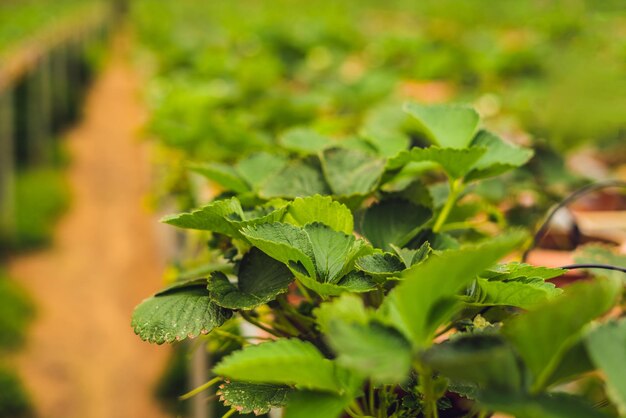 Fraises biologiques fraîches poussant à la ferme