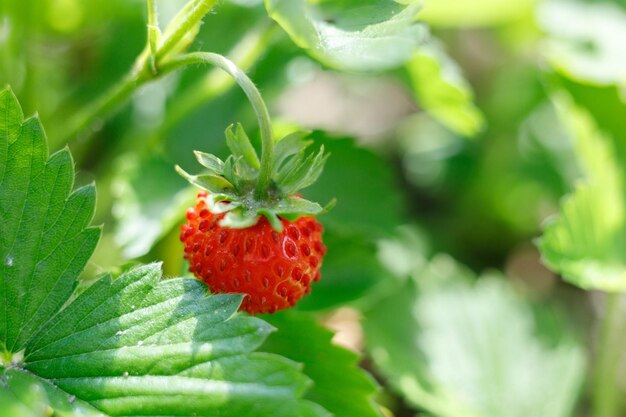 Fraises des bois dans le jardin agrandi