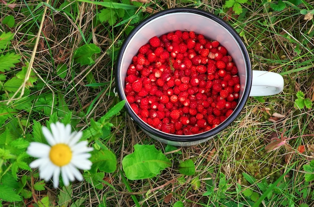 Fraises des bois fraîches dans une tasse et une fleur.