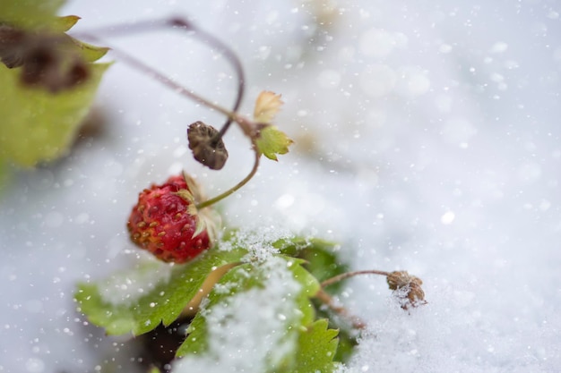Fraises des bois neige en été fraises des bois mûres dans le jardin couvert de neige snowf soudain