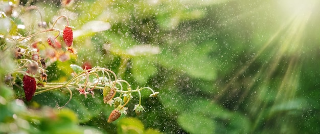 Les fraises des bois poussent sur un lit, bokeh de petites éclaboussures d'eau, bannière