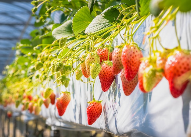 Fraises sur la branche à la lumière du matin