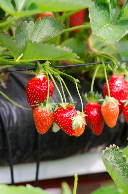 Photo fraises cultivées