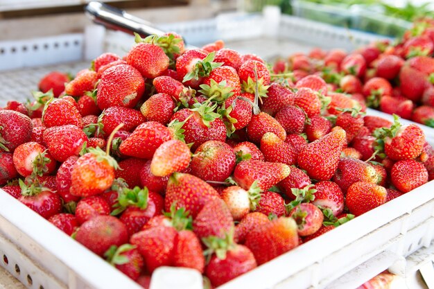 Fraises dans une boîte en vente sur le marché agricole