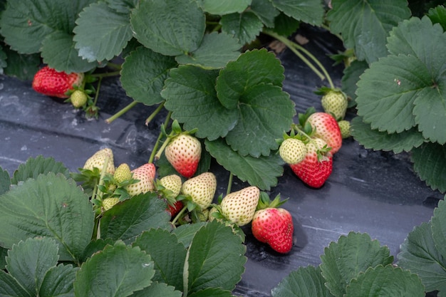 Les fraises dans le champ de fraises ont des feuilles vertes et des fruits blancs ou rouges