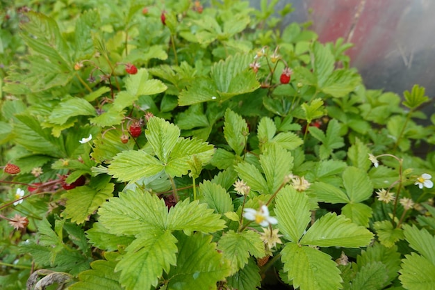 Des fraises dans le jardin de l'arrière-cour, des fraises dans la forêt, des fleurs de fraises sauvages.