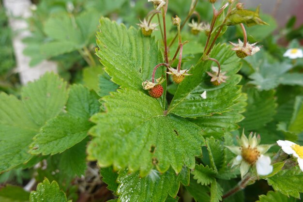 Des fraises dans le jardin de l'arrière-cour, des fraises dans la forêt, des fleurs de fraises sauvages.