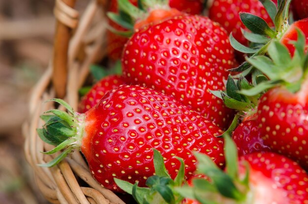 Fraises dans le panier