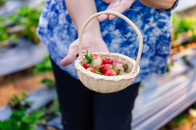 Fraises dans le panier