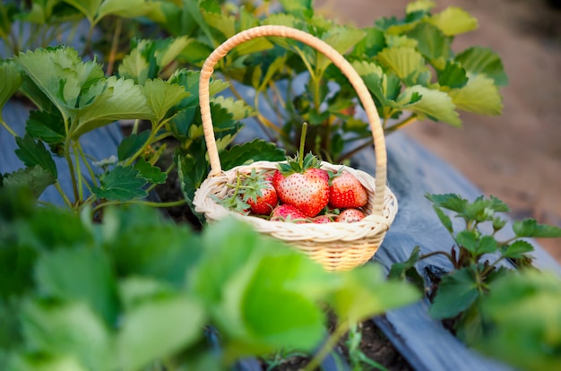 Fraises dans le panier