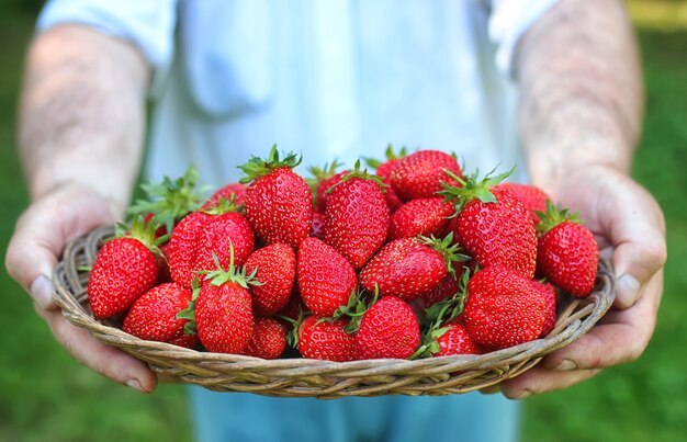 Fraises dans sa main tendue