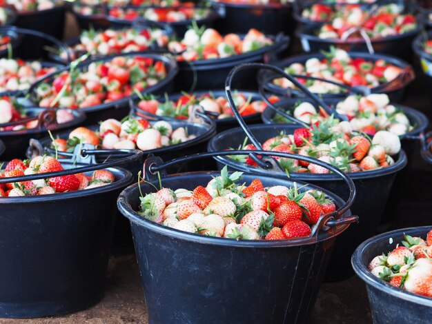 Fraises dans le seau en plastique noir