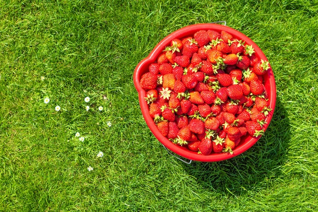 Fraises dans un seau rouge dans le jardin