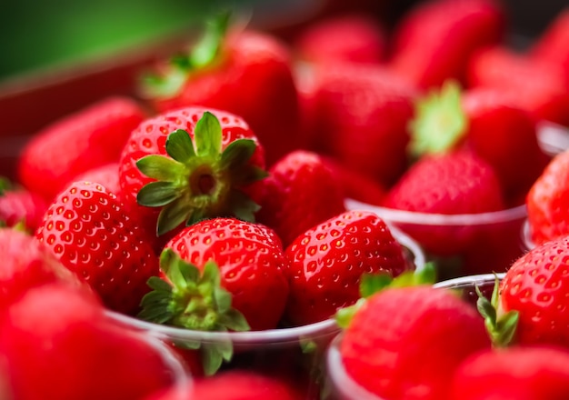 Fraises emballées dans une boîte sucrée mûre parfaite récolte de fraises jardin et agriculture biologiques