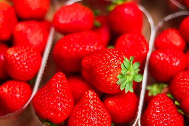 Fraises emballées dans une boîte sucrée mûre parfaite récolte de fraises jardin et agriculture biologiques