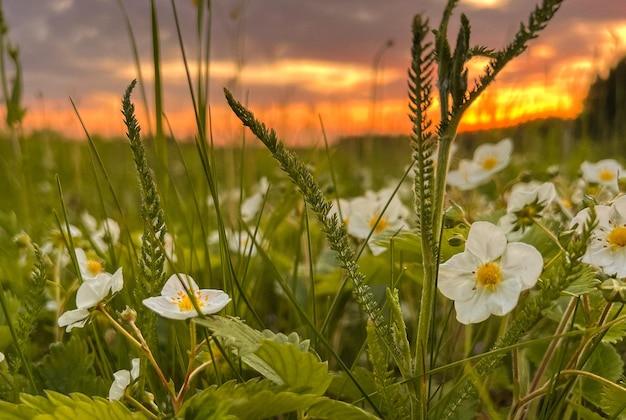 Photo fraises en fleurs dans une clairière au coucher du soleil macro photographie faible profondeur de champ beau paysage d'été