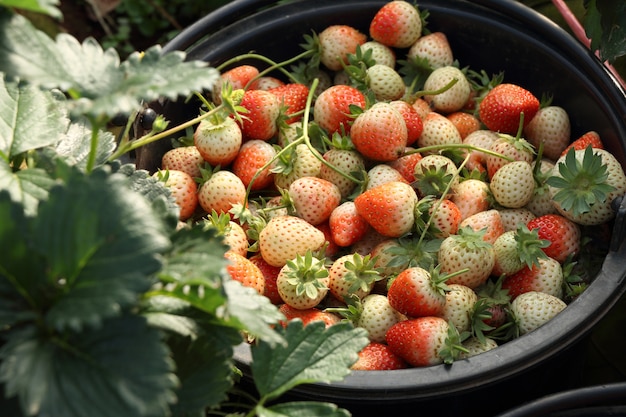 fraises fraîchement cueillies dans le jardin