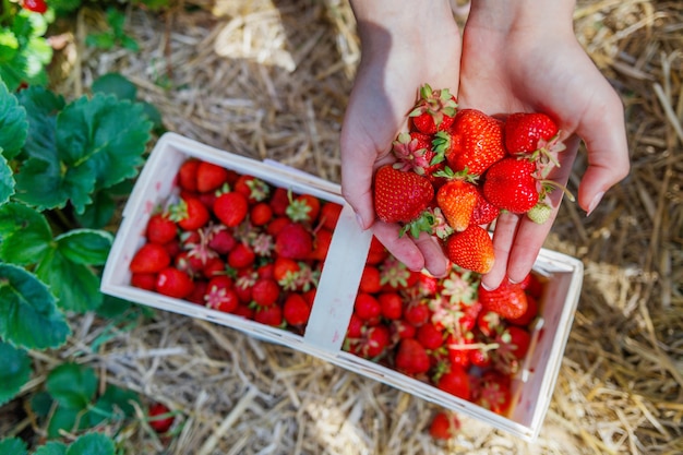 Fraises fraîches biologiques entre les mains d'une femme