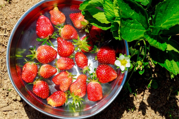 Fraises fraîches cueillies dans le jardin et lavées à l'eau