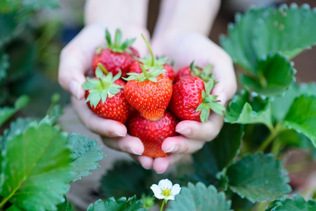 Fraises fraîches cueillies à la main dans une ferme de fraises