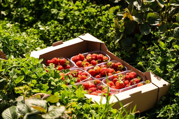 fraises fraîches dans des caisses en bois sur fond de champs