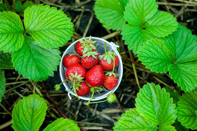 Fraises fraîches dans le jardin Aliments biologiques Baies saines dans un bol