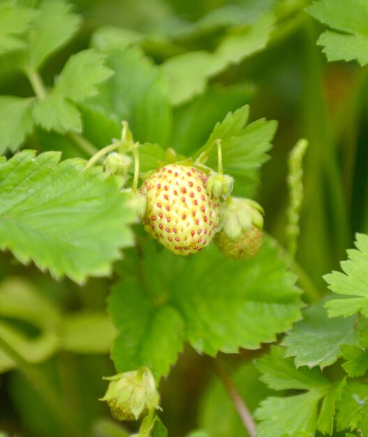 fraises fraîches dans le jardinimage d'une