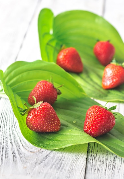 Fraises fraîches sur feuilles vertes