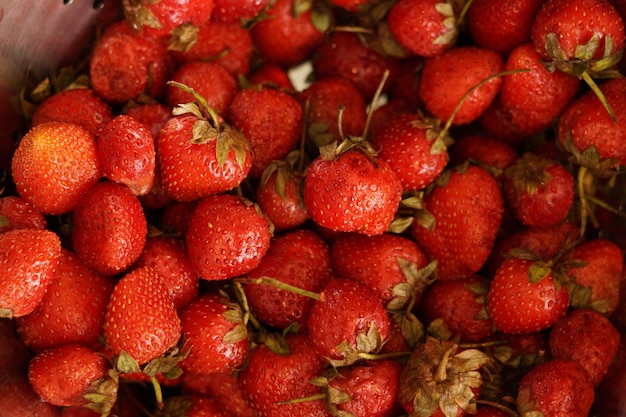 fraises fraîches de la forêt couleur saisissante