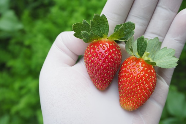 fraises fraîches et juteuses dans une ferme biologique locale