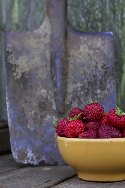 fraises fraîches juteuses de la ferme dans le jardin avec une pelle sur le fond