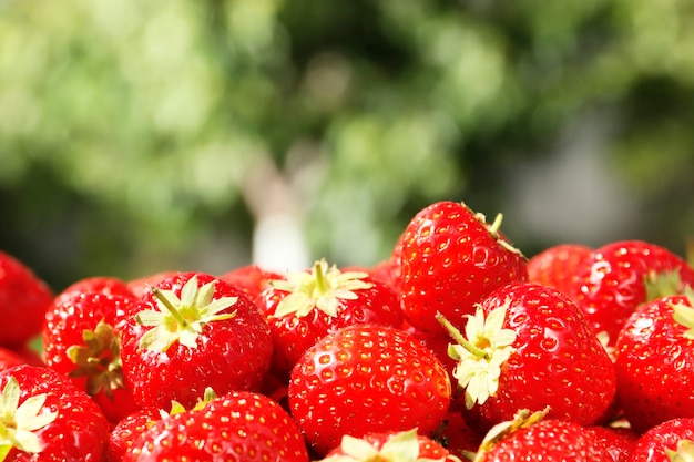 Fraises fraîches mûres agrandi dans le jardin d'été. Vue de dessus. Effet bokeh