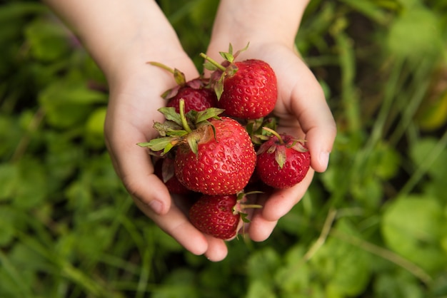 Fraises fraîches rouges juteuses dans les mains.