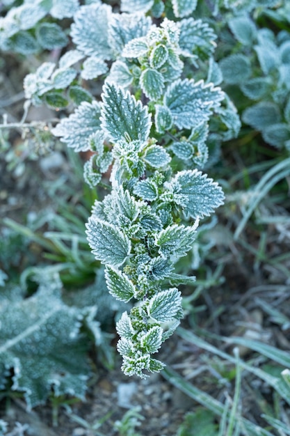 Fraises givrées Plantes du matin dans une croûte de glace