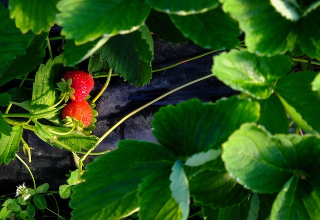 Fraises juteuses mûres dans le jardin d'été