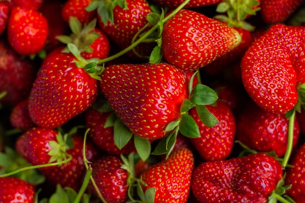 Fraises juteuses rouges et fraîches collectées dans des boîtes