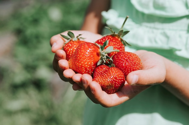 Fraises mûres dans les mains d'une fille de l'enfant