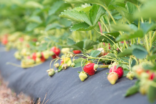 Fraises mûres à la ferme