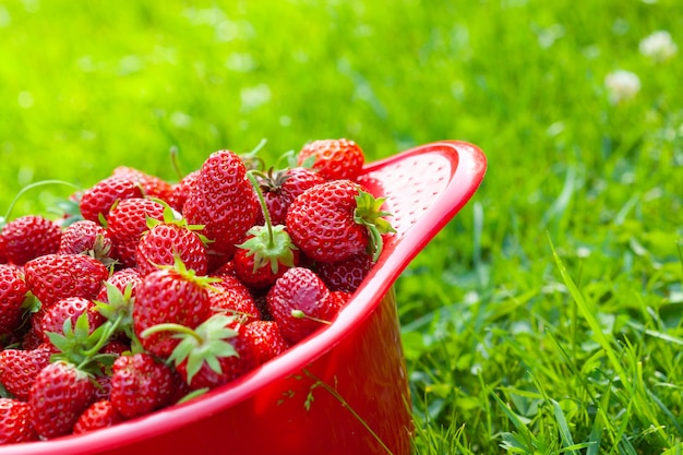 Fraises mûres fraîches sur un bol dans l'herbe