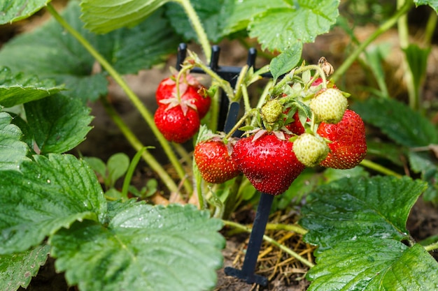 Fraises mûres et non mûres poussant sur un buisson dans une plantation du jardin.