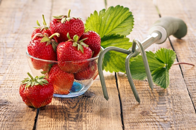 Fraises mûres rouges dans un bol en verre et un râteau de jardin à la main sur de vieilles planches en bois à la lumière du jour