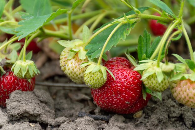 Fraises mûres et vertes