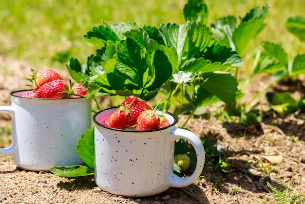Photo les fraises ont été cultivées dans le jardin et elles étaient mûres et juteuses