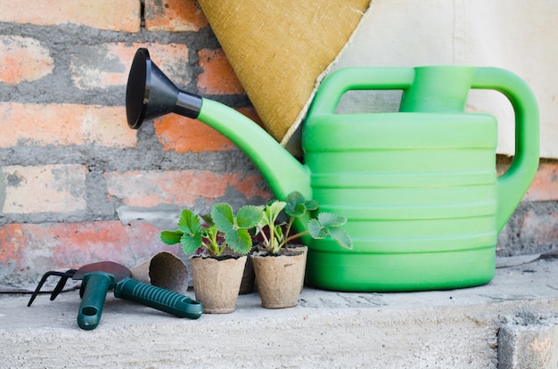 Fraises avec des outils de jardinage.