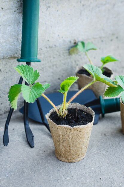 Fraises avec des outils de jardinage.