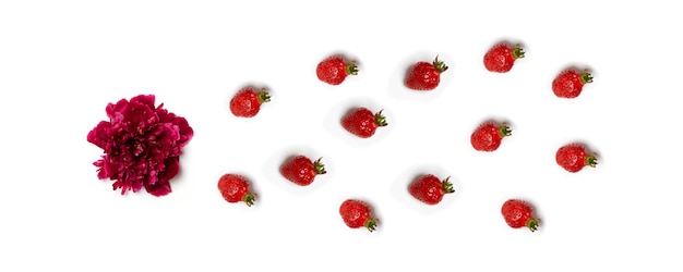 Fraises rouges sur blanc pour l'insémination