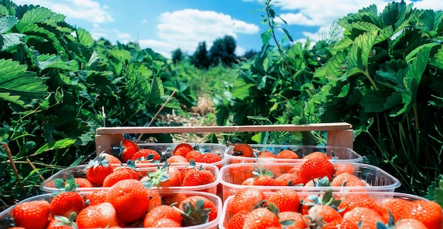 Fraises rouges dans un panier en bois coûte entre les lits de fraises sur le terrain