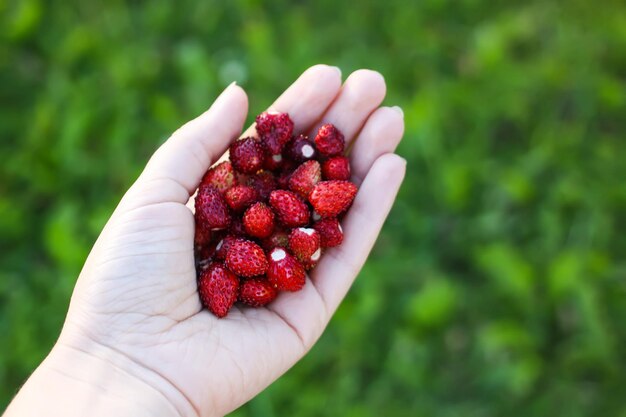 Fraises rouges douces mûres de forêt dans une main se bouchent