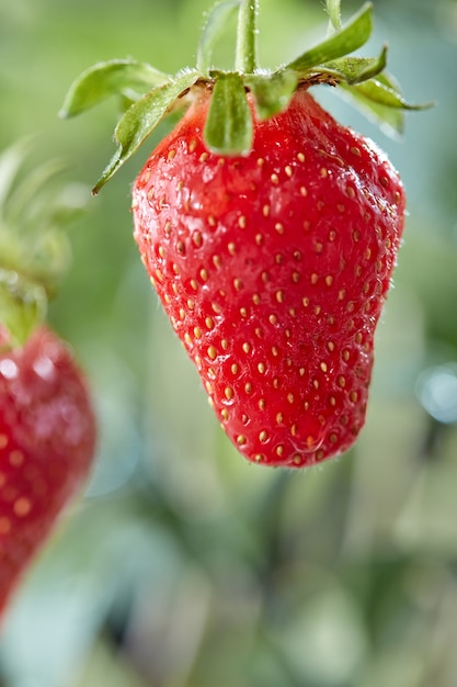 Fraises rouges juteuses avec une goutte de rosée sur une branche verte dans le jardin sur fond de verdure.