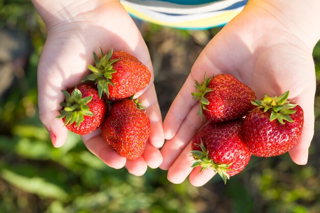 fraises rouges